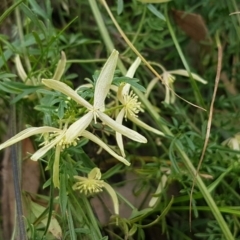 Clematis leptophylla (Small-leaf Clematis, Old Man's Beard) at Coree, ACT - 19 Sep 2020 by tpreston