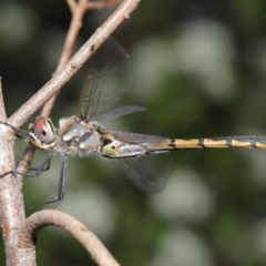 Hemicordulia tau (Tau Emerald) at Acton, ACT - 18 Sep 2020 by TimL