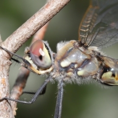 Hemicordulia tau at Acton, ACT - 18 Sep 2020