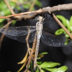 Hemicordulia tau at Acton, ACT - 18 Sep 2020