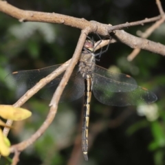 Hemicordulia tau at Acton, ACT - 18 Sep 2020