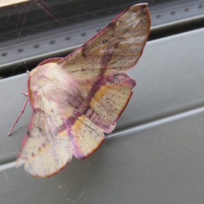 Oenochroma vinaria (Pink-bellied Moth, Hakea Wine Moth) at Wanniassa, ACT - 19 Sep 2020 by SandraH
