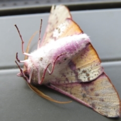 Oenochroma vinaria at Wanniassa, ACT - 19 Sep 2020 03:51 PM