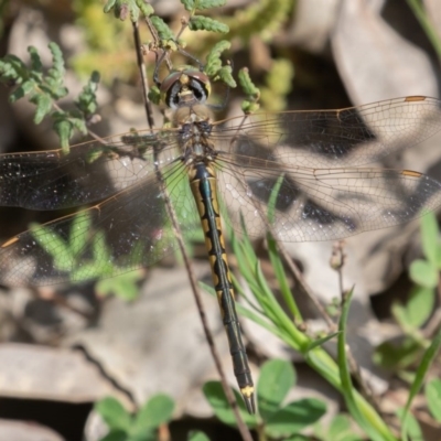 Hemicordulia tau (Tau Emerald) at Kowen, ACT - 18 Sep 2020 by rawshorty