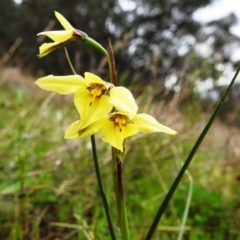 Diuris chryseopsis (Golden Moth) at McQuoids Hill - 18 Sep 2020 by HelenCross