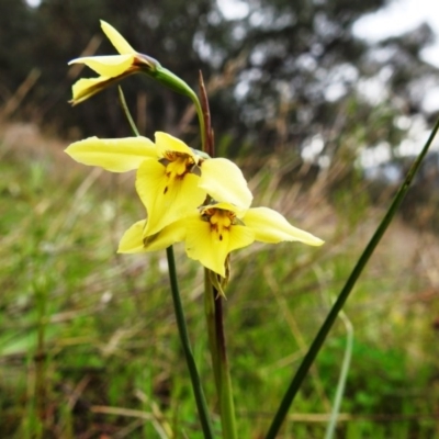 Diuris chryseopsis (Golden Moth) at McQuoids Hill - 18 Sep 2020 by HelenCross