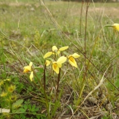 Diuris chryseopsis (Golden Moth) at Kambah, ACT - 19 Sep 2020 by HelenCross