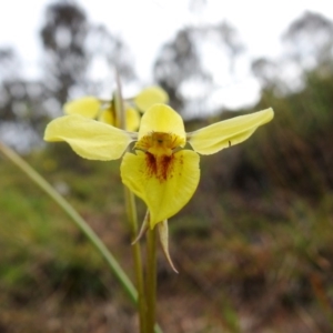 Diuris chryseopsis at Tuggeranong DC, ACT - 19 Sep 2020