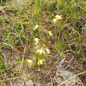 Diuris chryseopsis at Tuggeranong DC, ACT - 19 Sep 2020