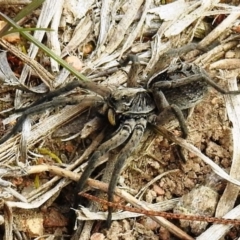 Tasmanicosa sp. (genus) (Unidentified Tasmanicosa wolf spider) at Tuggeranong DC, ACT - 18 Sep 2020 by HelenCross