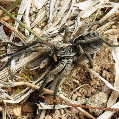 Tasmanicosa sp. (genus) (Tasmanicosa wolf spider) at Tuggeranong DC, ACT - 19 Sep 2020 by HelenCross