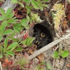 Lycosidae (family) (Wolf spider) at Molonglo Valley, ACT - 19 Sep 2020 by HelenCross