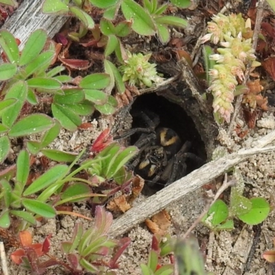 Lycosidae (family) (Wolf spider) at Molonglo Valley, ACT - 19 Sep 2020 by HelenCross