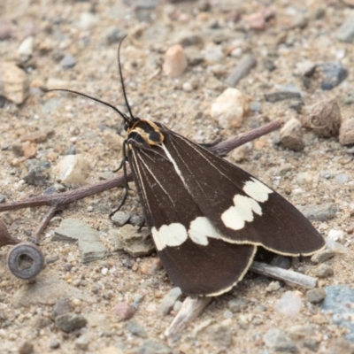 Nyctemera amicus (Senecio Moth, Magpie Moth, Cineraria Moth) at Kowen, ACT - 19 Sep 2020 by rawshorty