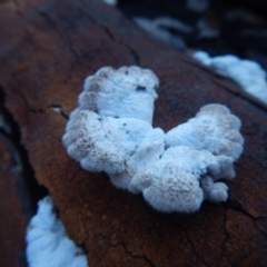 Schizophyllum commune (Split Gill Fungus) at Bawley Point, NSW - 19 Sep 2020 by GLemann