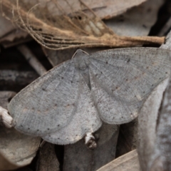 Taxeotis intermixtaria (Dark-edged Taxeotis) at Molonglo Gorge - 19 Sep 2020 by rawshorty