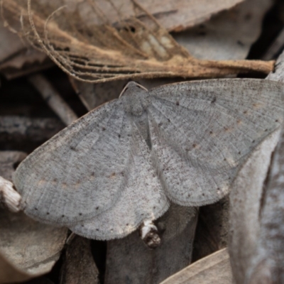 Taxeotis intermixtaria (Dark-edged Taxeotis) at Molonglo Gorge - 19 Sep 2020 by rawshorty