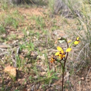 Diuris pardina at Downer, ACT - 19 Sep 2020