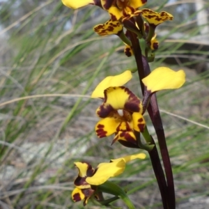 Diuris pardina at Downer, ACT - 19 Sep 2020