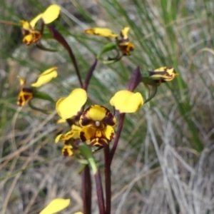 Diuris pardina at Downer, ACT - 19 Sep 2020