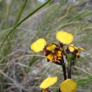 Diuris pardina at Downer, ACT - 19 Sep 2020