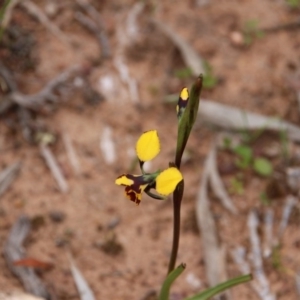 Diuris pardina at Watson, ACT - suppressed