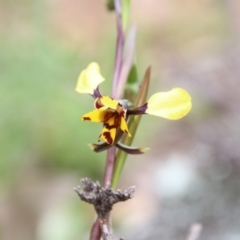 Diuris pardina at Watson, ACT - suppressed