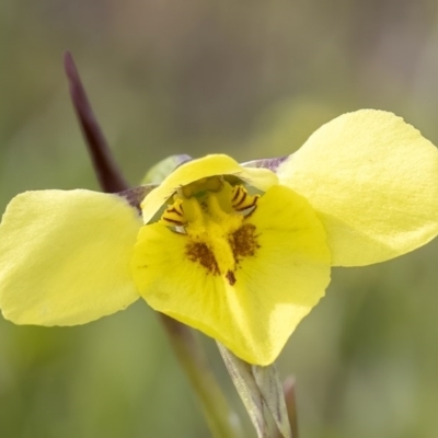 Diuris chryseopsis (Golden Moth) at Forde, ACT - 19 Sep 2020 by CedricBear