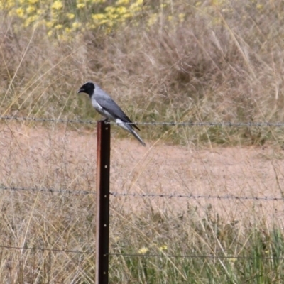 Coracina novaehollandiae (Black-faced Cuckooshrike) at Springdale Heights, NSW - 13 Sep 2020 by PaulF