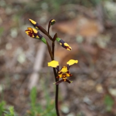 Diuris pardina (Leopard Doubletail) at Majura, ACT - 18 Sep 2020 by petersan