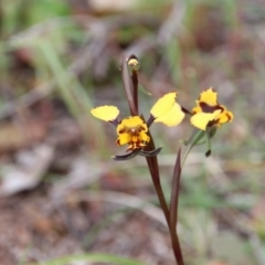 Diuris pardina at Majura, ACT - suppressed