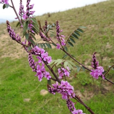 Indigofera australis subsp. australis (Australian Indigo) at Kambah, ACT - 18 Sep 2020 by HelenCross