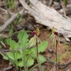 Caladenia actensis (Canberra Spider Orchid) at Majura, ACT by petersan