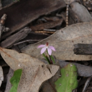 Caladenia fuscata at Majura, ACT - suppressed