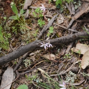 Caladenia fuscata at Majura, ACT - suppressed