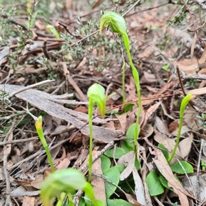 Pterostylis nutans at Point 5204 - suppressed