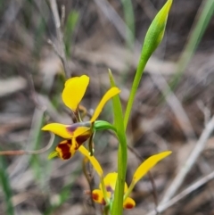 Diuris nigromontana (Black Mountain Leopard Orchid) at Point 5204 - 18 Sep 2020 by AaronClausen