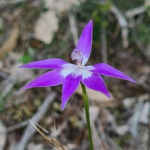 Glossodia major at Downer, ACT - suppressed