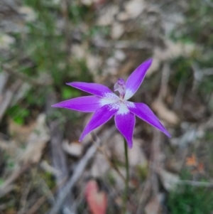 Glossodia major at Downer, ACT - suppressed