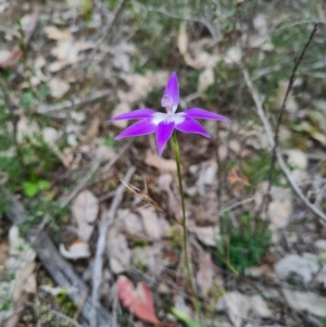 Glossodia major at Downer, ACT - suppressed