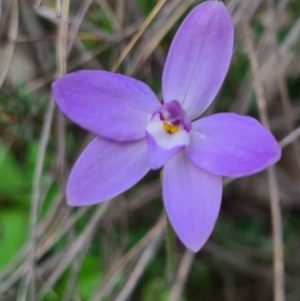 Glossodia major at Downer, ACT - suppressed