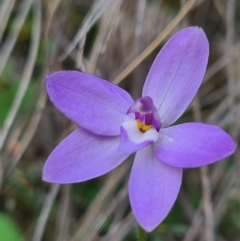 Glossodia major at Downer, ACT - suppressed