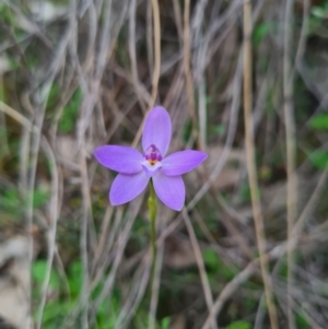 Glossodia major at Downer, ACT - suppressed