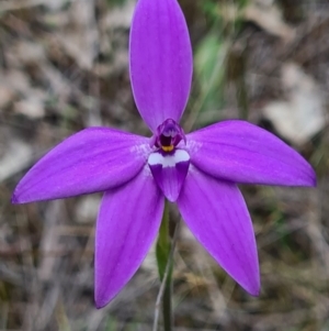 Glossodia major at Downer, ACT - 18 Sep 2020