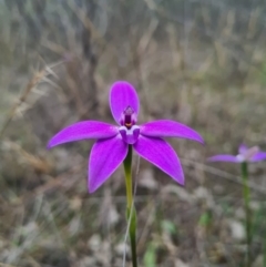 Glossodia major at Downer, ACT - 18 Sep 2020