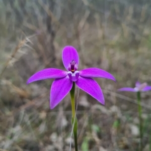 Glossodia major at Downer, ACT - 18 Sep 2020