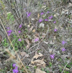 Glossodia major at Downer, ACT - 18 Sep 2020