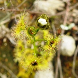 Drosera gunniana at Tuggeranong DC, ACT - 19 Sep 2020