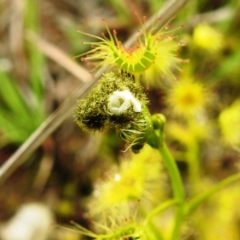 Drosera gunniana at Tuggeranong DC, ACT - 19 Sep 2020