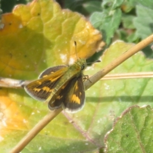 Ocybadistes walkeri at Theodore, ACT - 19 Sep 2020